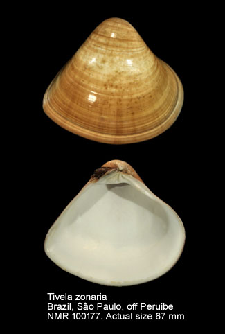 Tivela zonaria.jpg - Tivela zonaria (Lamarck,1818)